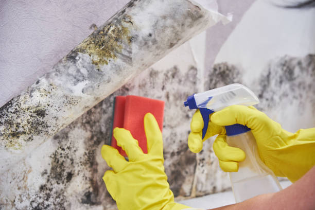 Best Black Mold Removal  in Norwood Young America, MN